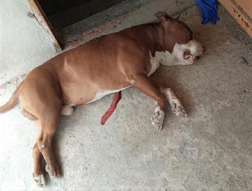 Γαλάτσι - Αστυνομικός πυροβόλησε - σκότωσε σκύλο πιτ μπουλ 