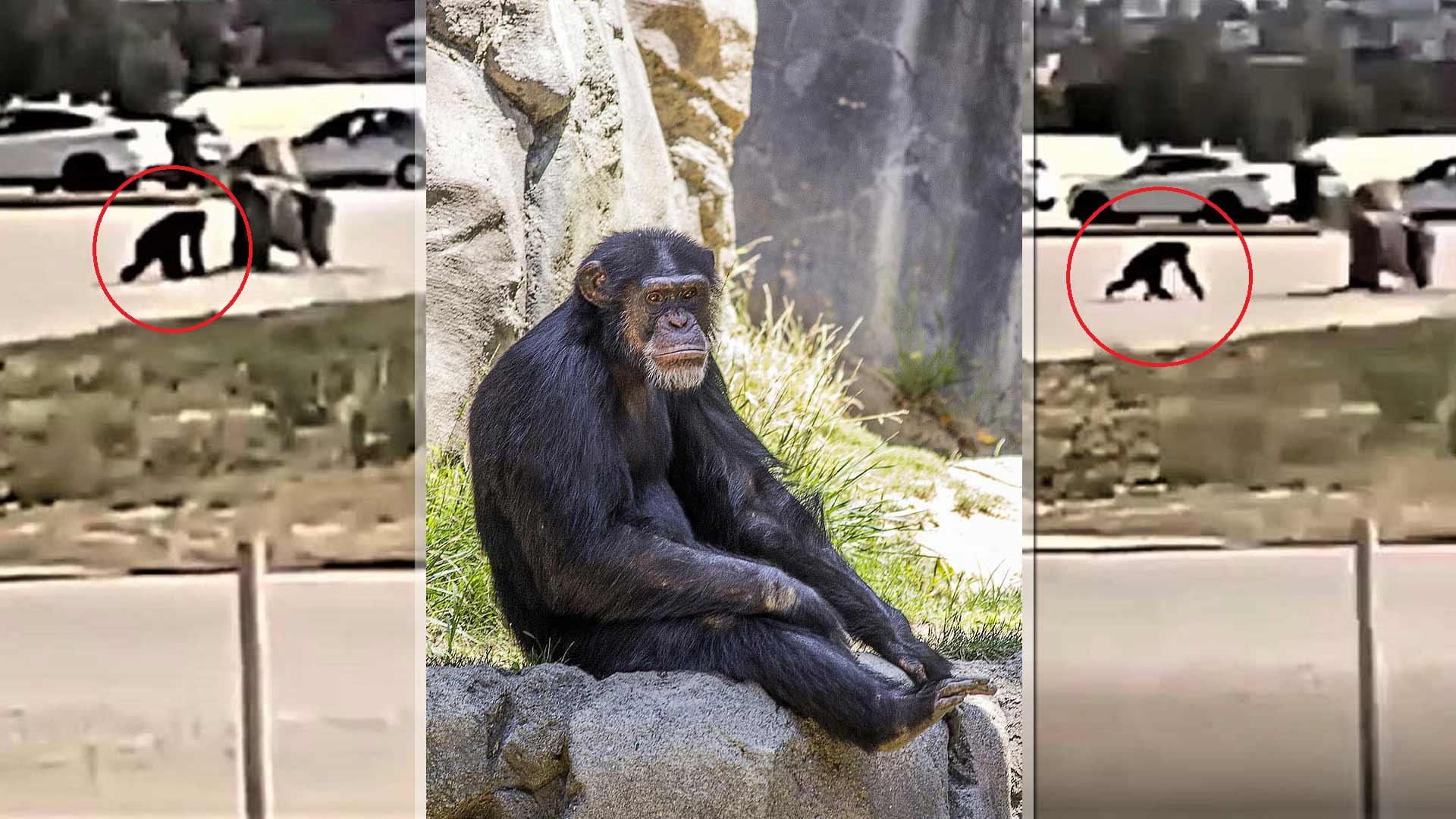 Αττικό Ζωολογικό: Η στιγμή που ο χιμπατζής το σκάει - Αντιδράσεις για τη θανάτωσή του