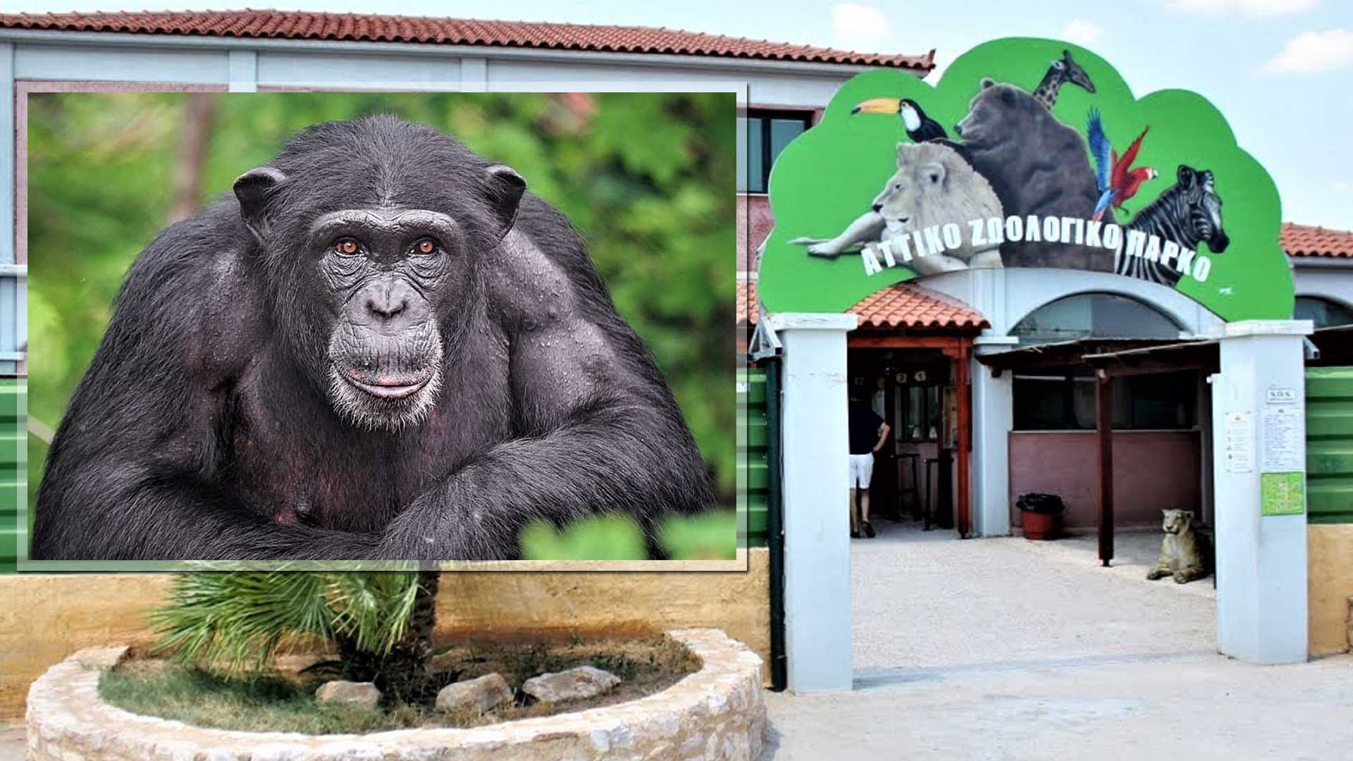 Αττικό Ζωολογικό: Σκότωσαν χιμπατζή που διέφυγε από το κλουβί του