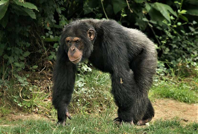 Αττικό Ζωολογικό - χιμπατζής 