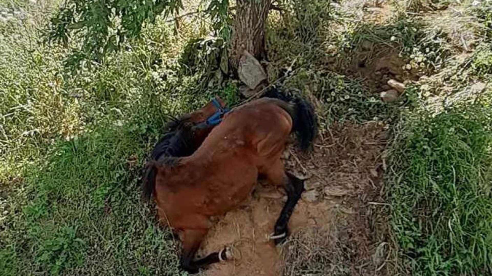 Τζια: Οργή για το άλογο κρεμόταν δεμένο σε πλαγιά - Συνελήφθη ο ιδιοκτήτης